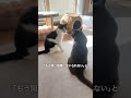 「猫のケンカは放っておけ」は嘘です #Shorts