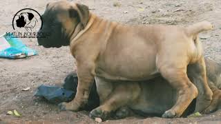 Boerboel Puppies