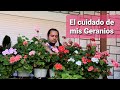 Mantenimiento de los geranios y como reproducirlos.