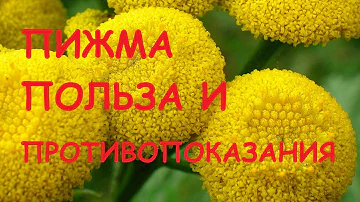 Пижма.  Полезные свойства и противопоказания.