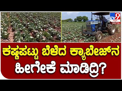 Cabbage Crop: ಎಲೆಕೋಸಿಗೆ ಸಿಗದ ಸೂಕ್ತ ಬೆಲೆ ಟ್ರ್ಯಾಕ್ಟರ್​ನಿಂದ ಬೆಳೆ ನಾಶ ಮಾಡಿದ ರೈತ! | #TV9B
