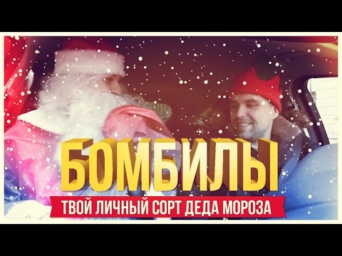 ТВОЙ ЛИЧНЫЙ СОРТ ДЕДА МОРОЗА