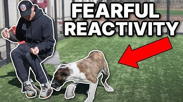 Fearful rescue dog with a bite history desperately needs training! How to train a fearful dog.