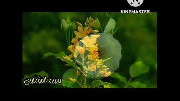 سورة المؤمنون بصوت عبد الله الخلف 📖تلاوة مريحة وهادئة 🌹