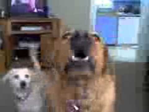 Abnormal Eyelid in Dogs