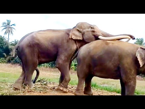 হাতি কিভাবে মিলিত হয়..?? সবচেয়ে বড় হাতি | Big Elephant Mating | Discovery Bangla | Animals planet