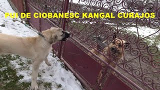 Pui De Ciobanesc Kangal - Kemal Reactioneaza Fata De Un Caine Lup.
