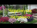 Черенкуем ампельную вегетативную петунию