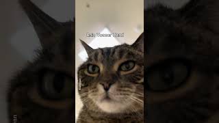 Raise your hand! #shorts #cat #funny