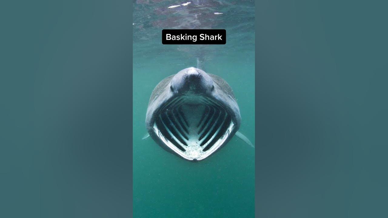 animals-that-look-dangerous-but-are-harmless-animals-dangerous