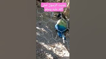 حديث نبوي#اذكار_المساء #اكسبلور #دعاء_الرزق #ترند #اذكار_الصباح #تيك_توك #أذكارالنوم #دعاء