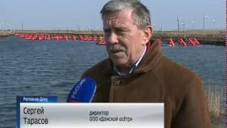 Донской осетр - Дон-тр Донской осетр - Дон-тр