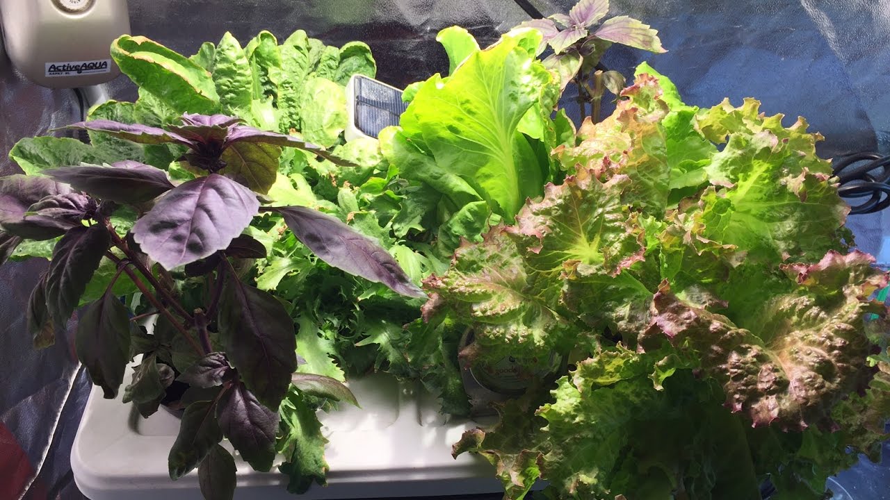 Soil Vs Hydroponic 02 Can You Taste The Difference Purple Basil