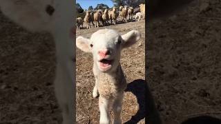 Cute Farm Animal Sounds 🐑🐐🐄🐓🦃🦆 #lamb #goat #calf #rooster #duck #viralsounds