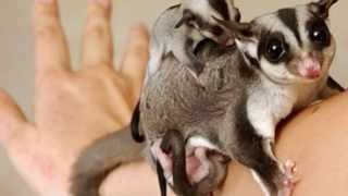 Сахарный поссум Petaurus breviceps продажа оптом. Белка летяга Сахарный поссум Petaurus breviceps продажа оптом. Белка летяга