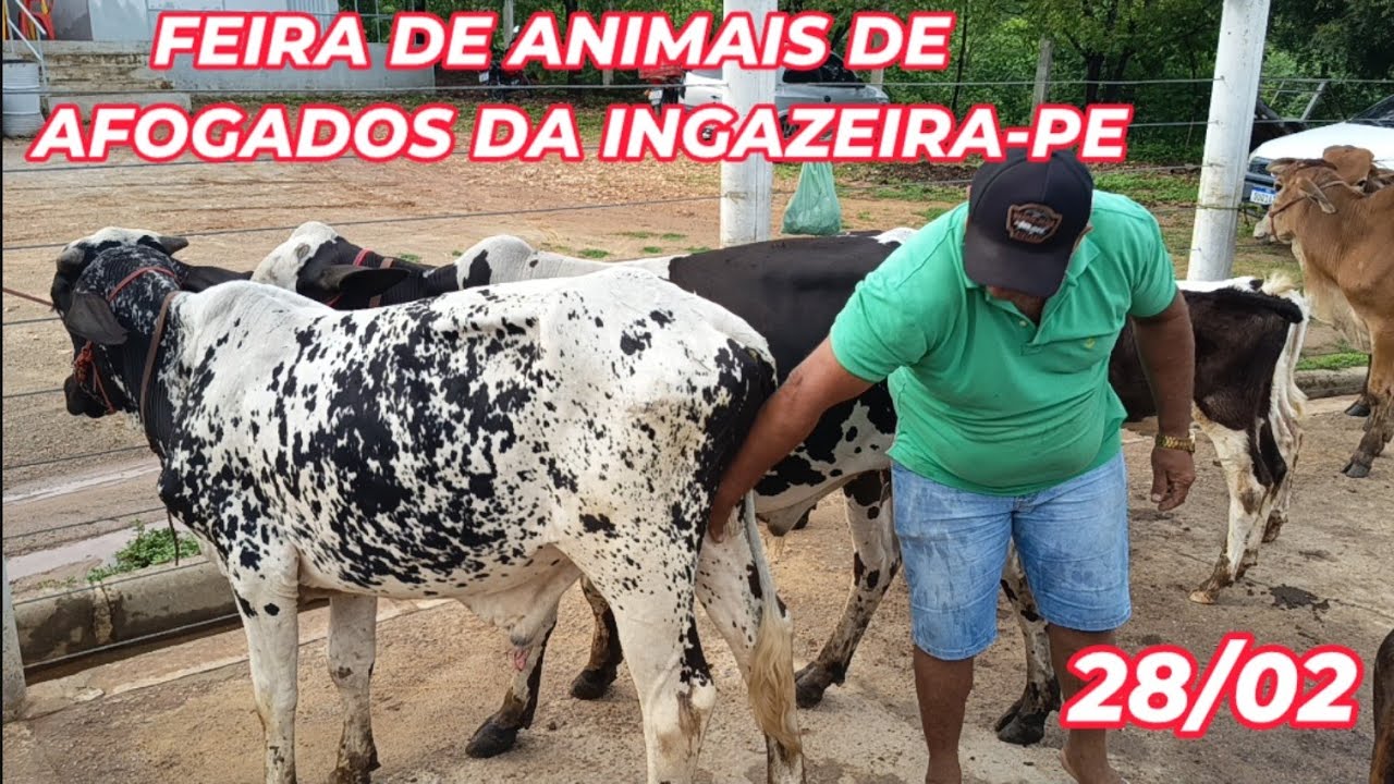 Feira de Gado de Afogados da Ingazeira-PE (28/02/26)