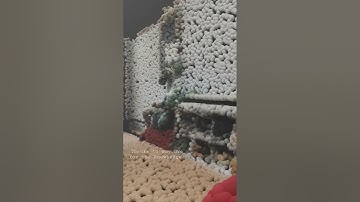 📽️ [1] - A Pointcloud process in blender geo nodes