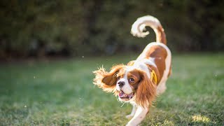 How do I train my Cavalier King Charles Spaniel to stop barking at strangers?