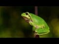 Sound of frogs, frog sound for relaxation and sleep, nature sounds Sound of frogs, frog sound for relaxation and sleep, nature sounds