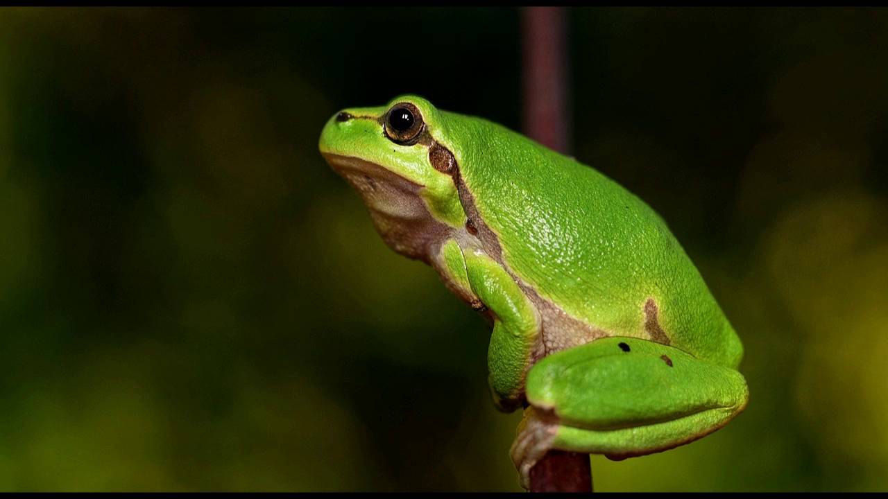 Picture Of A Frog 5