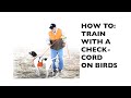 How to train with a check cord on birds