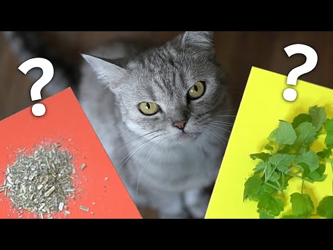 Кошачья мята: сушёная VS свежая. Реакция кошки. )))