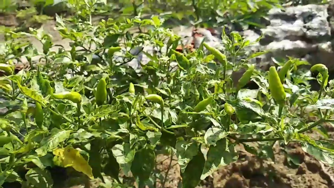 cara menanam cabe biar banyak buahnya 