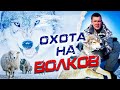 охота на волков .ВОЛКИ РАЗОРВАЛИ САЙГАКА! WOLFSJAGD!