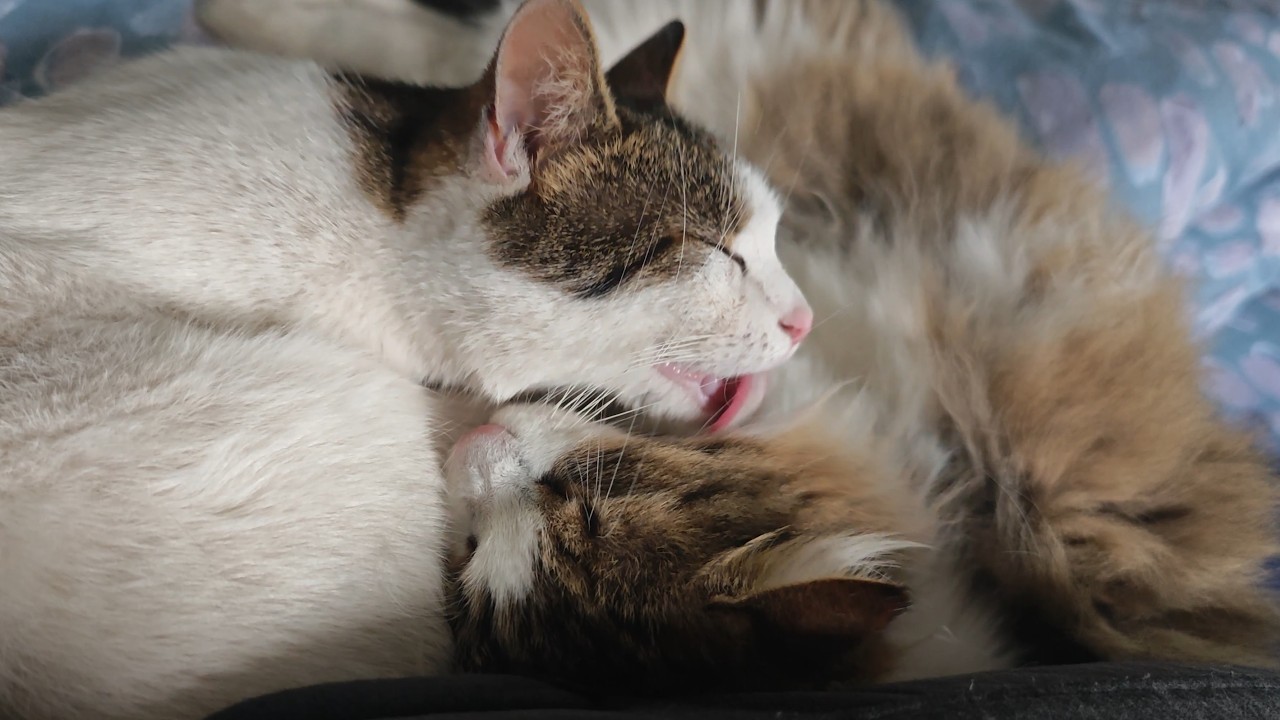ASMR Cats Grooming Each Other 🐾😻