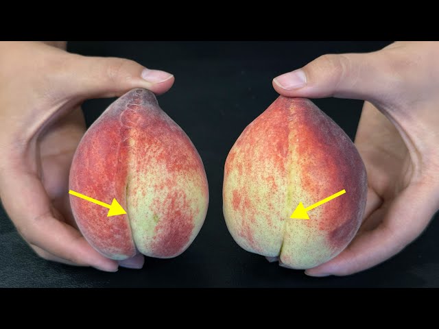 PEACHES! 🍑 Everything You Need To Know! Tips for selecting