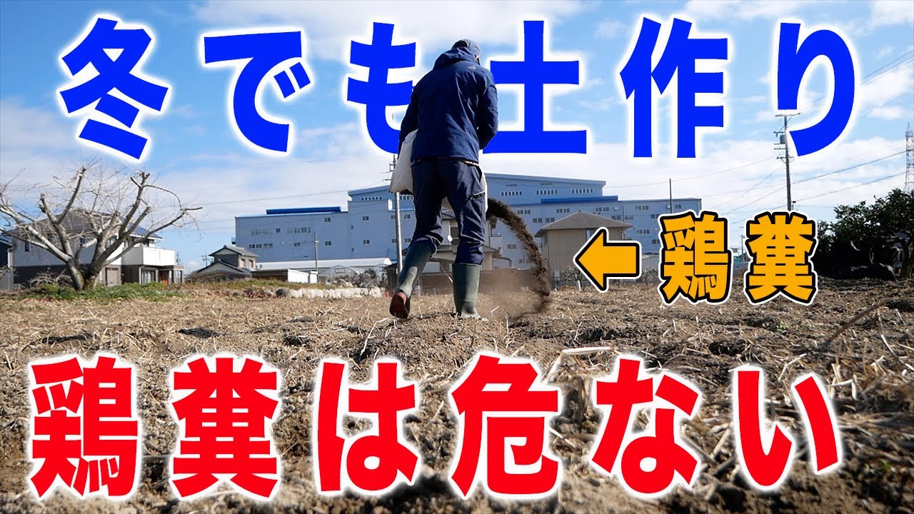 冬でも土作り 鶏糞は土作りにng Youtube