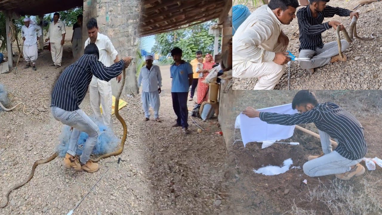 જોડીયા સાંપ ની જોડલી અધવચ્ચે તૂટી ગઈ. Indian Rat Snake #sarpmitranarendrakanzariya