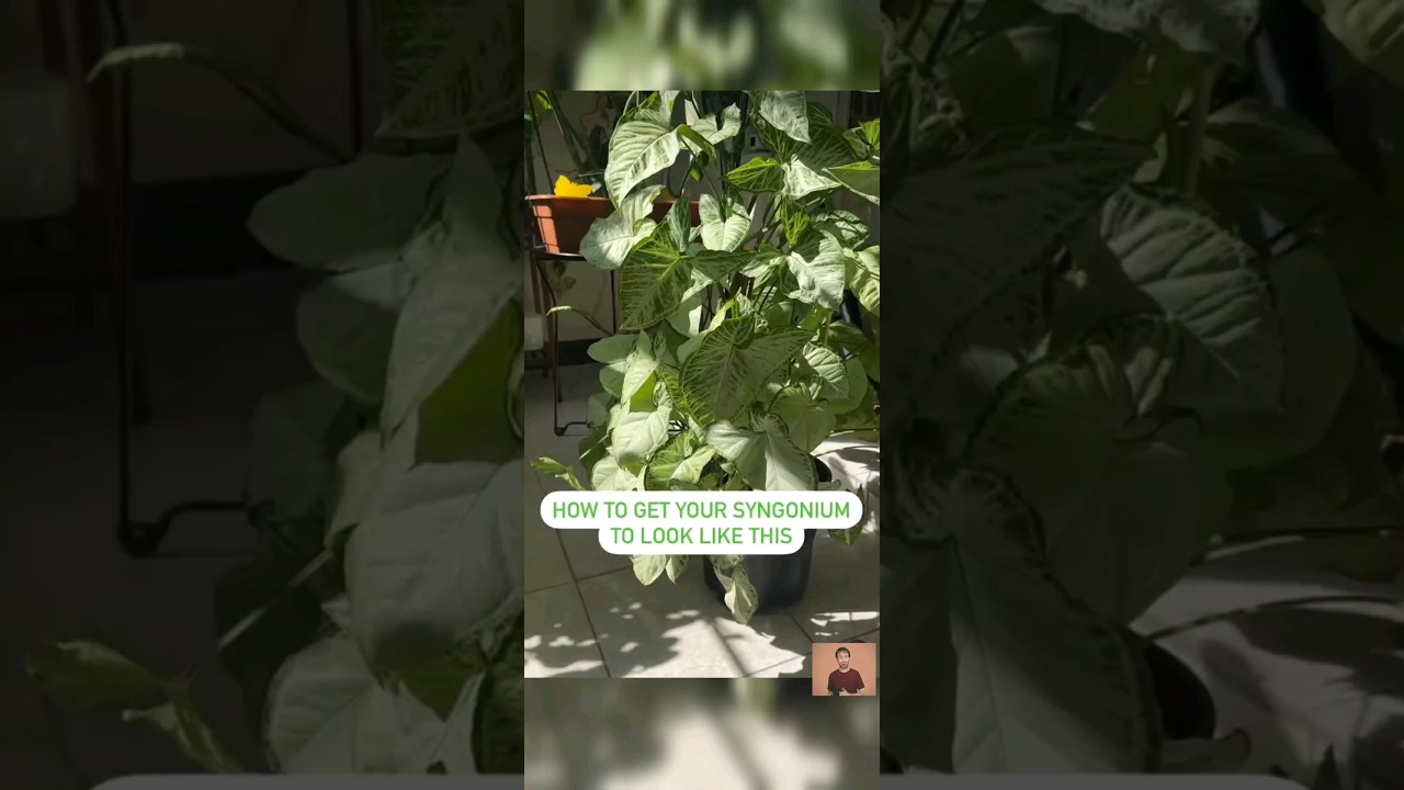 Syngonium Plant