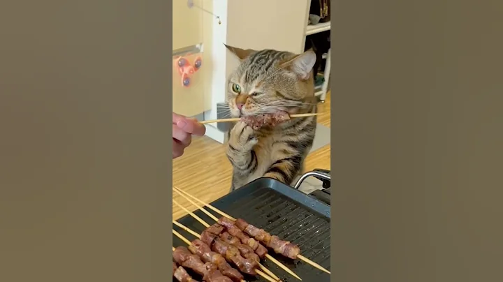 Watch the video about This Cat Has a Secret Life&hellip; And It&rsquo;s Funnier Than Yours 😹🕵️&zwj;♂️ #cat #shorts #funny