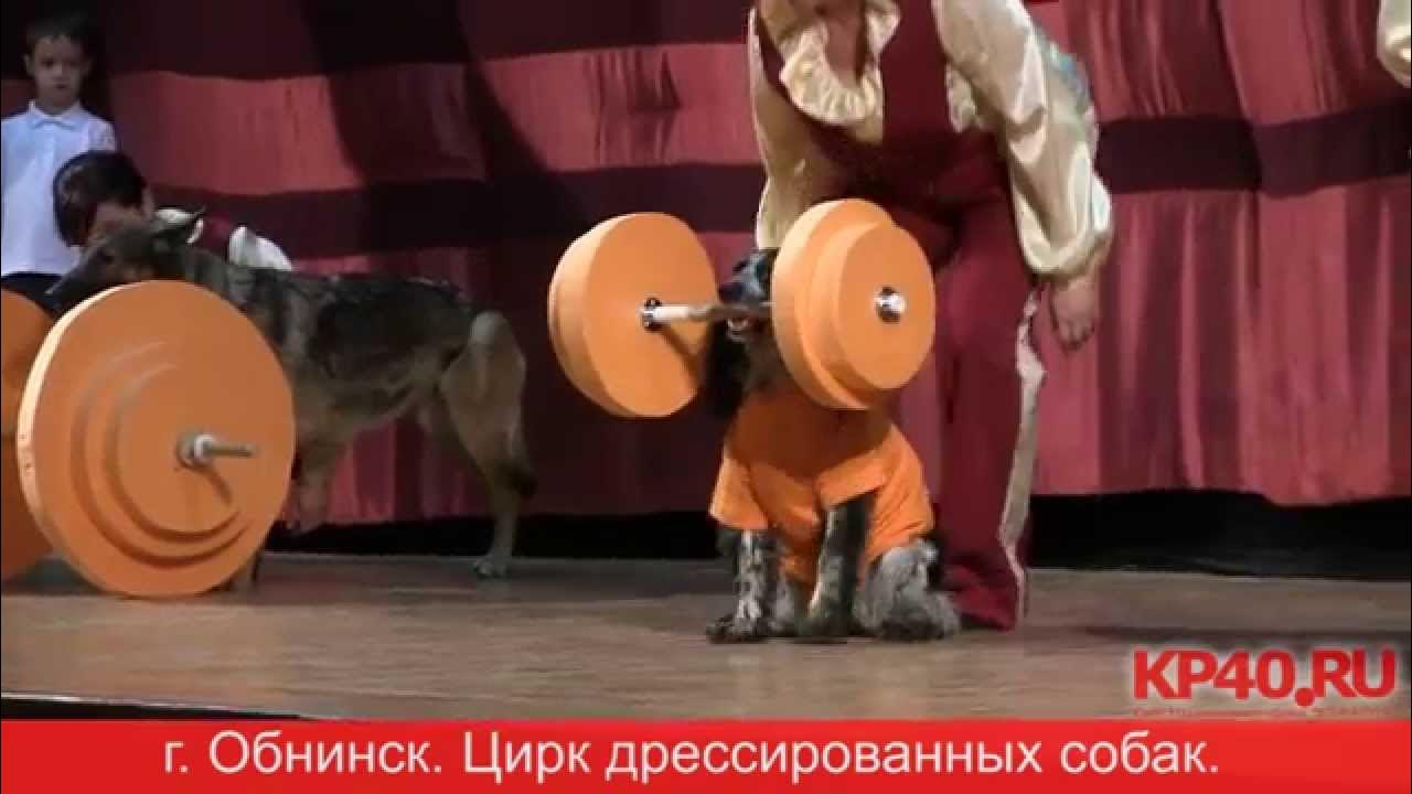 There a funny dog at the circus