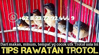 CARA MERAWAT TROTOL MURAI BATU DARI USIA PANEN 9-10 HARI KE ATAS‼️MENU MAKAN, MINUM, DAN TEMPATNYA‼️
