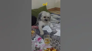بوکی وتامی منتظر طارف هستند 