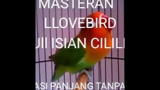 MASTERAN LOVEBIRD PAUD ..ISIAN FULL CILILIN DURASI PANJANG TANPA JEDA