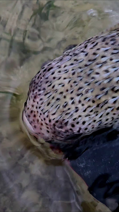 The pufferfish surrendered 😱🐟🐡 #hunting #hunting #viral #fish #pufferfish #fishing #spear #fish #fyp