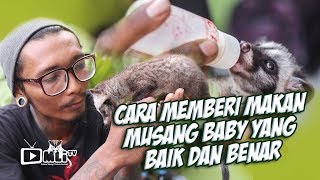Cara Memberi Makan Musang Baby ( Musy Pandan) yang Baik dan Benar