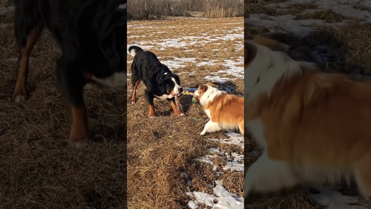 Переизбыток энергии у щенка в собачьем парке 