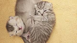 What do kittens do when the mom cat goes out to eat? by Cat Chloe & kittens 3,652 views 1 month ago 1 minute, 11 seconds