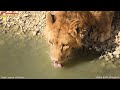 Братья в загуле - Русик в карауле. Львы. Тайган. Lions life in Taigan.