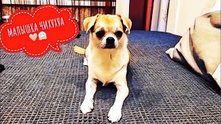 КАК МЫ ВОСПИТЫВАЕМ НАШУ СОБАКУ🐶ЧИХУАХУА ЛИЗИ КАК МЫ ВОСПИТЫВАЕМ НАШУ СОБАКУ🐶ЧИХУАХУА ЛИЗИ