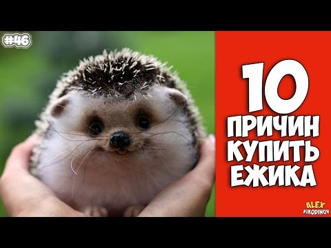 10 причин завести Ёжика - Интересные факты!