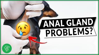 Why Do Dogs Sniff Butts? The Importance Of Anal Glands by Ultimate Pet Nutrition 768 views 1 year ago 1 minute, 41 seconds