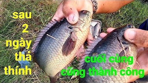 thu phục thành công bầy rô KHỦNG tại ngã ba sông @TAMCARO