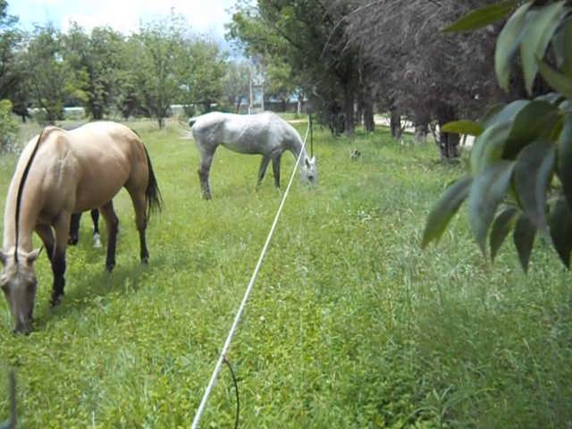 Uso correcto de los pastores eléctricos para caballos 