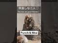 パンチ君ともえちゃん♡仲良い二人!Punch With Moe Good friend