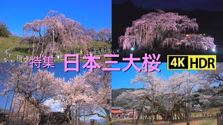 2023 日本三大桜(4KHDR) Three Biggest Old Cherry Trees In Japan(UHDHDR)